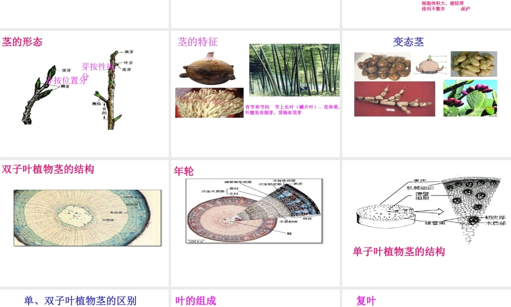 八年级科学上册 6.1 绿色植物的营养器官课件 华东师大版