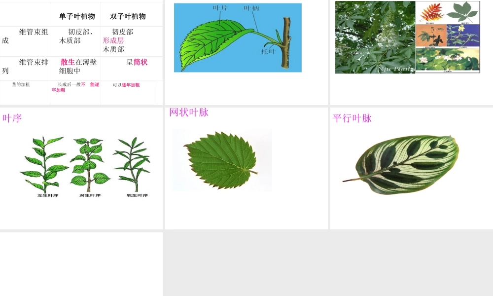 八年级科学上册 6.1 绿色植物的营养器官课件 华东师大版