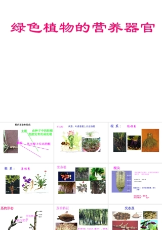 八年级科学上册 6.1 绿色植物的营养器官课件 华东师大版