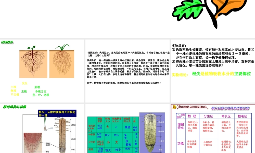 八年级科学上册 6.1根课件 华东师大版