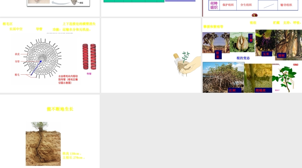 八年级科学上册 6.1根课件 华东师大版