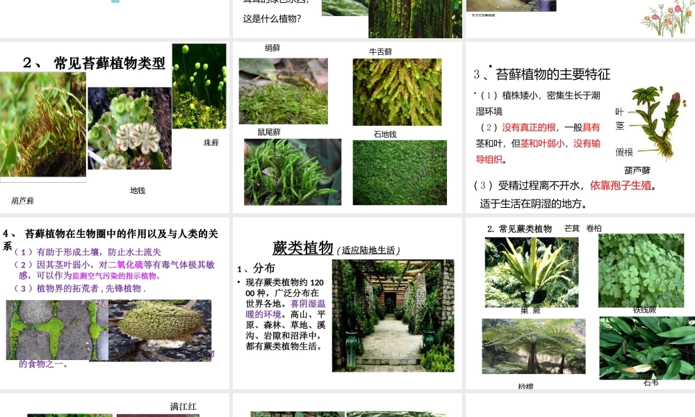 八年级生物下册 第22章 第3节 植物的主要类群课件 （新版）北师大版-（新版）北师大版初中八年级下册生物课件