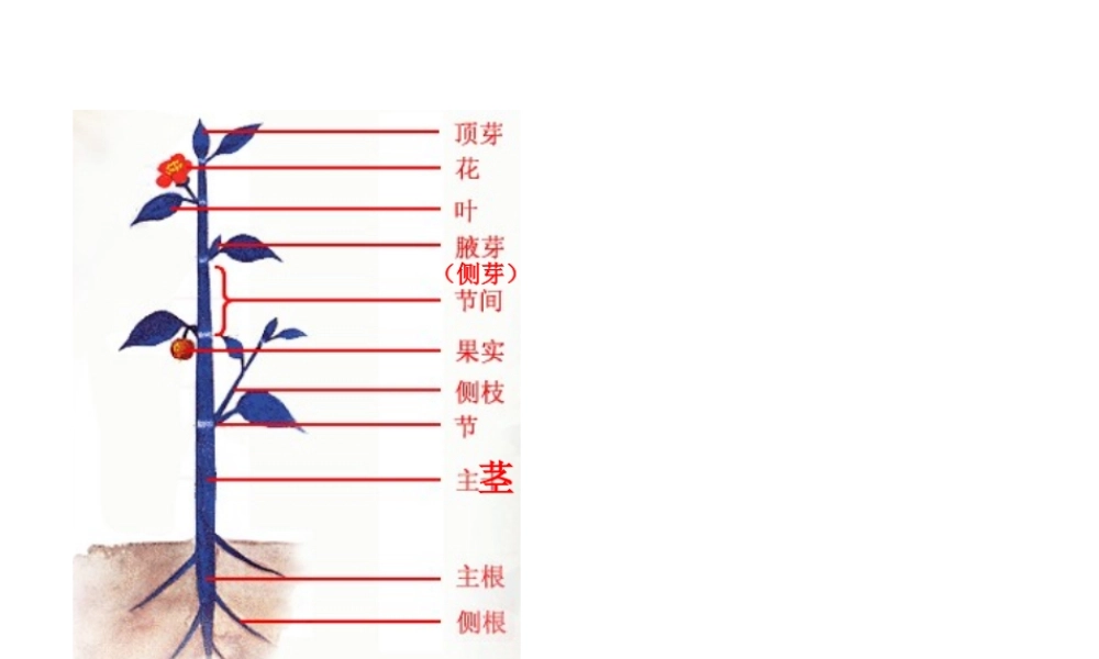 八年级科学上册 6.1茎课件 华东师大版