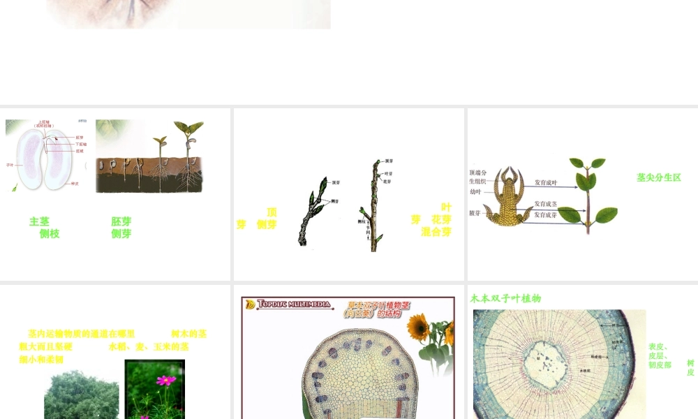 八年级科学上册 6.1茎课件 华东师大版