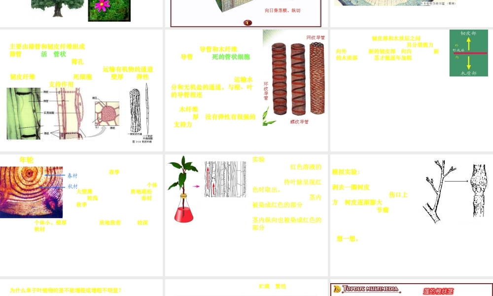 八年级科学上册 6.1茎课件 华东师大版