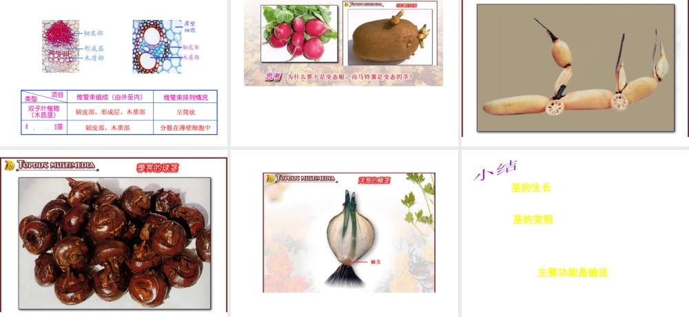 八年级科学上册 6.1茎课件 华东师大版