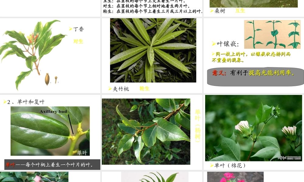 八年级科学上册 6.1叶的形态结构和功能科学课件 华师大版