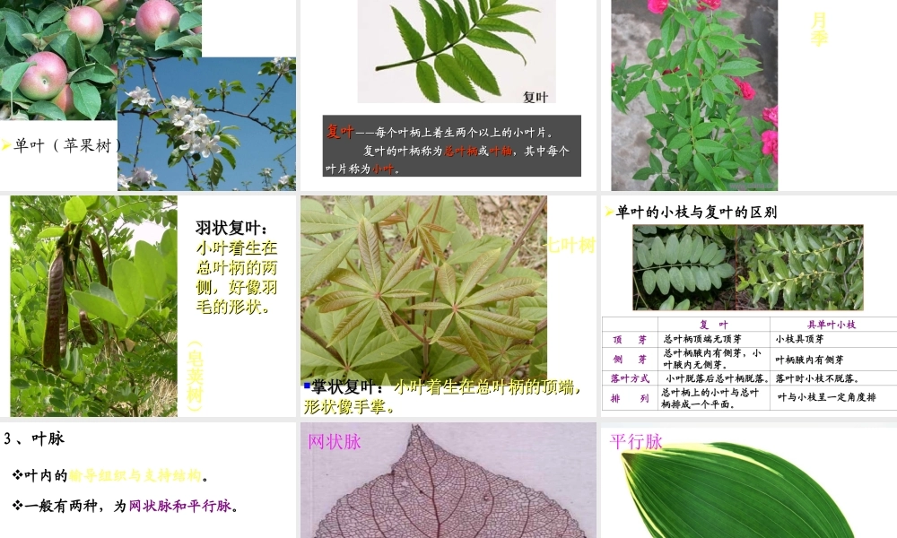 八年级科学上册 6.1叶的形态结构和功能科学课件 华师大版