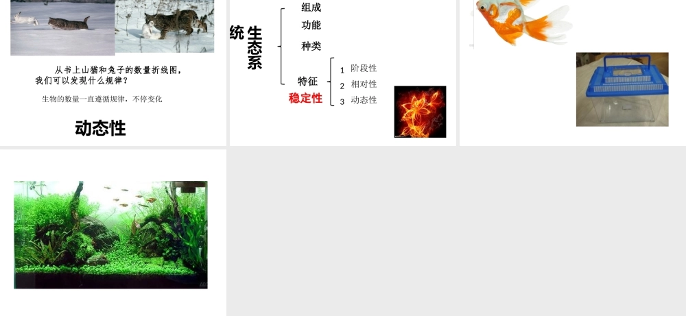 八年级生物下册 第5章 生态系统 5.3 生态系统的稳定性-生态系统稳定性的特征课件 沪教版-沪教级下册生物课件