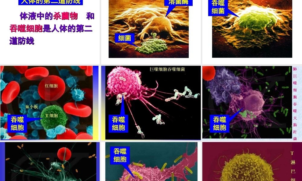 八年级生物下册 第8单元 第1章第二节 免疫与计划免疫课件 （新版）新人教版-（新版）新人教级下册生物课件