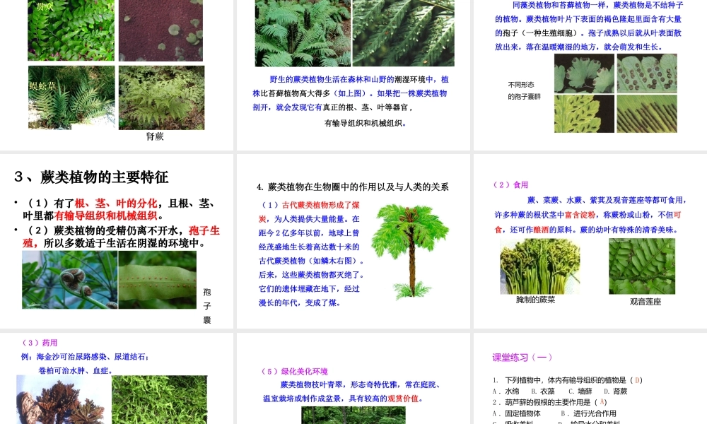 八年级生物下册 第22章 第3节 植物的主要类群课件 （新版）北师大版-（新版）北师大级下册生物课件