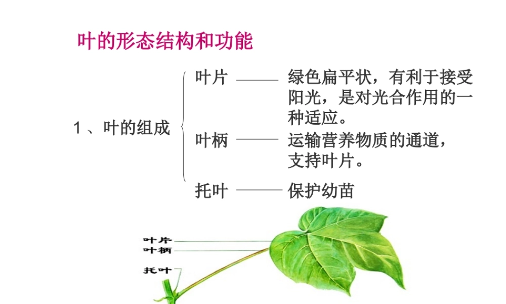 八年级科学上册 6.1叶课件 华东师大版）