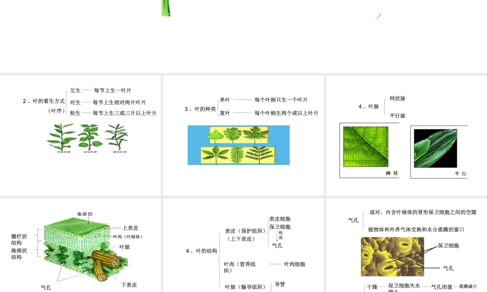 八年级科学上册 6.1叶课件 华东师大版）