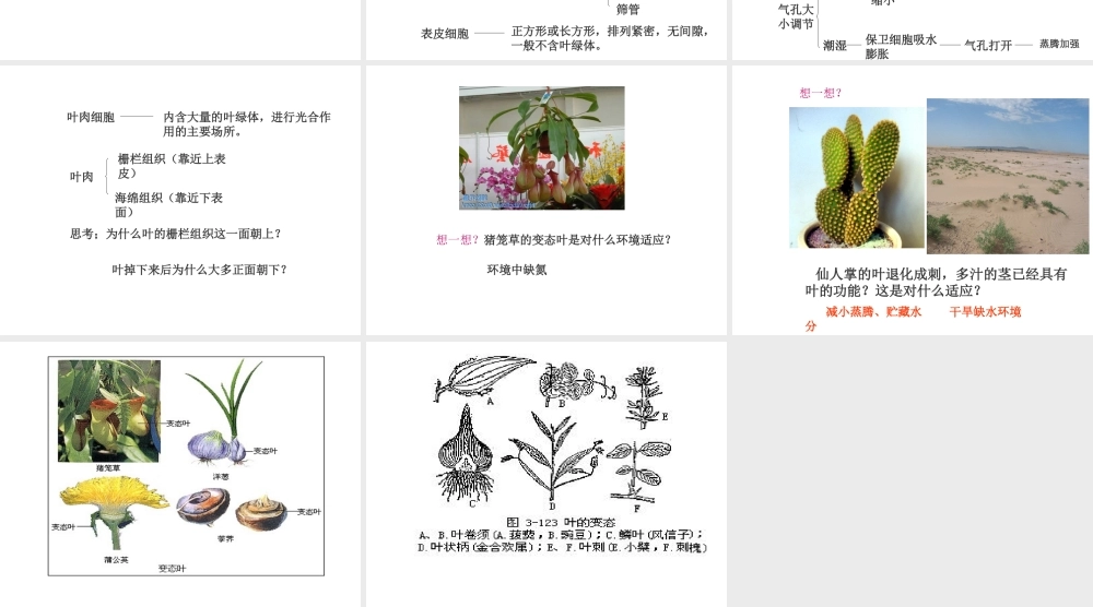 八年级科学上册 6.1叶课件 华东师大版）