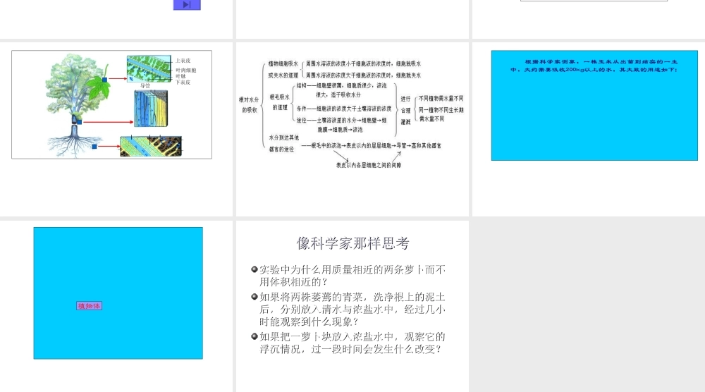 八年级科学上册 6.2 植物对水的利用课件 华东师大版