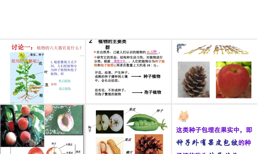 八年级生物下册 第22章 第3节 植物的主要类群课件 北师大版