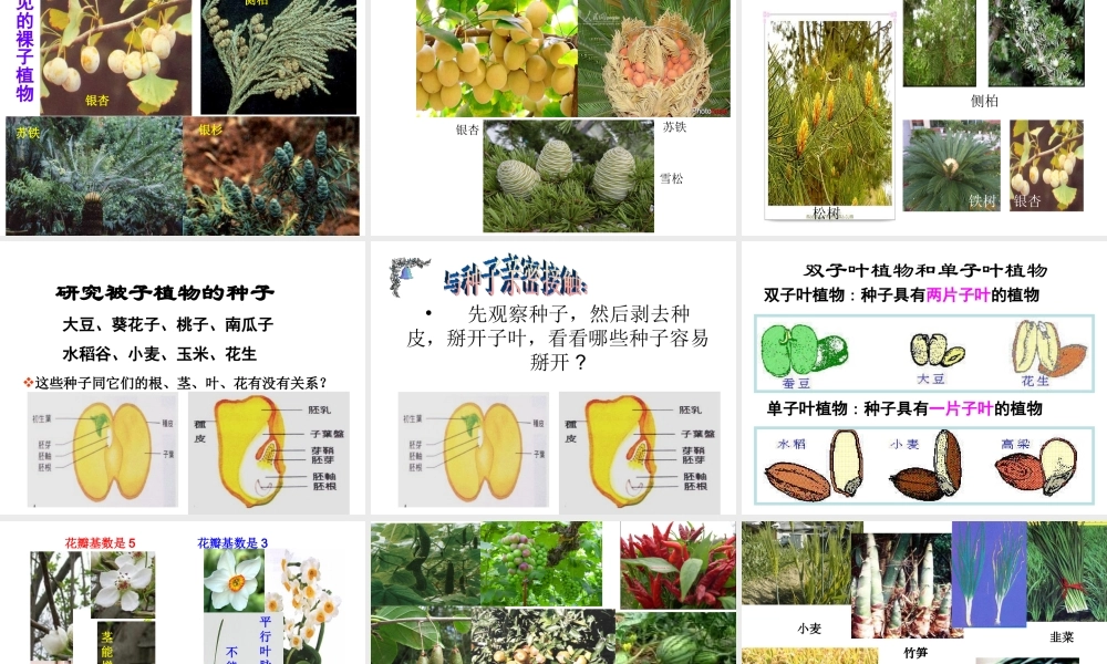 八年级生物下册 第22章 第3节 植物的主要类群课件 北师大版