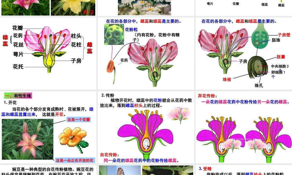 八年级生物下册 第6单元 第1章 第1节 被子植物的生殖 有性生殖课件 （新版）冀教版-（新版）冀教版初中八年级下册生物课件