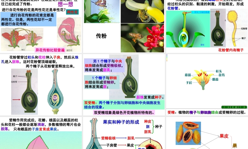 八年级生物下册 第6单元 第1章 第1节 被子植物的生殖 有性生殖课件 （新版）冀教版-（新版）冀教版初中八年级下册生物课件