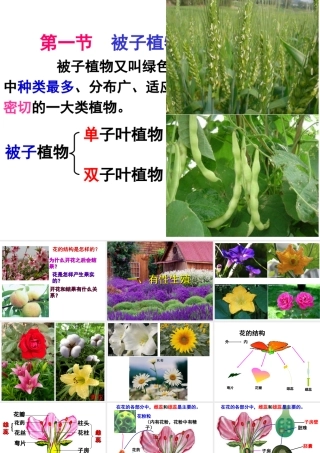 八年级生物下册 第6单元 第1章 第1节 被子植物的生殖 有性生殖课件 （新版）冀教版-（新版）冀教版初中八年级下册生物课件