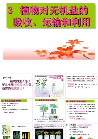 八年级科学上册 6.3植物对无机盐的吸收、运输和利用课件 华东师大版