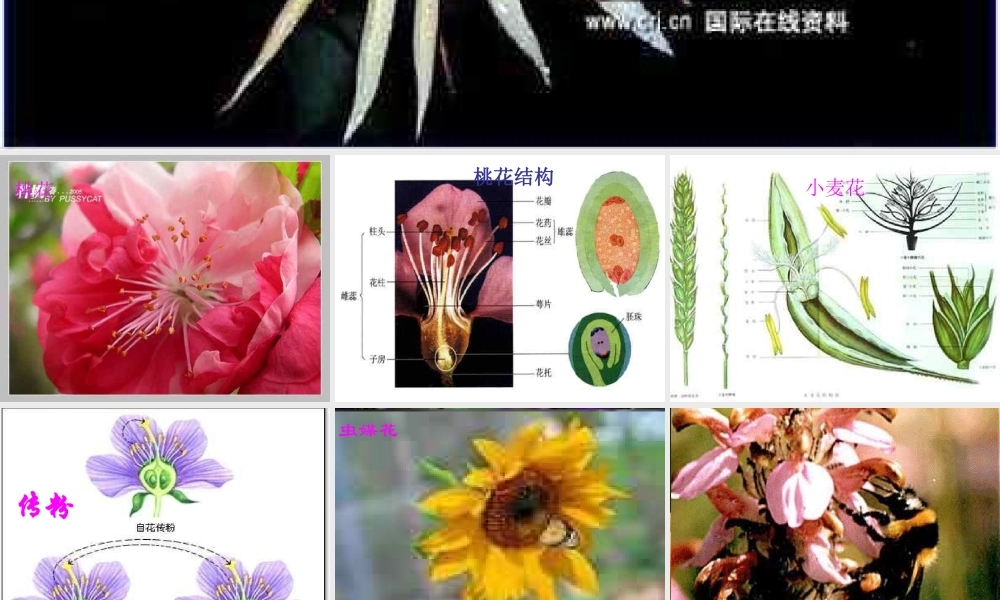 八年级科学上册 7.1植物的有性生殖和发育课件 华东师大版