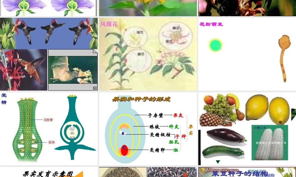 八年级科学上册 7.1植物的有性生殖和发育课件 华东师大版