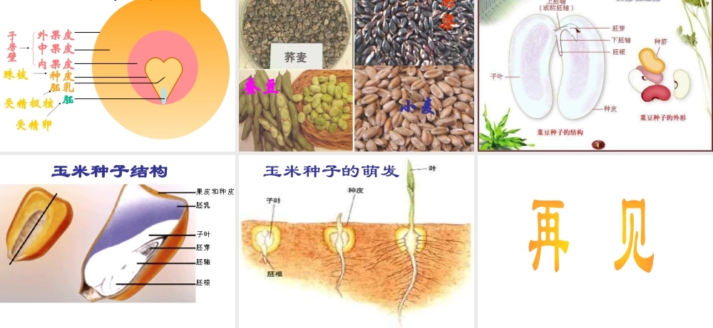 八年级科学上册 7.1植物的有性生殖和发育课件 华东师大版