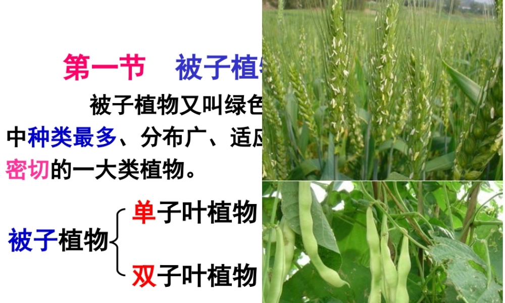 八年级生物下册 第6单元 第1章 第1节 被子植物的生殖 有性生殖课件 （新版）冀教版-（新版）冀教级下册生物课件