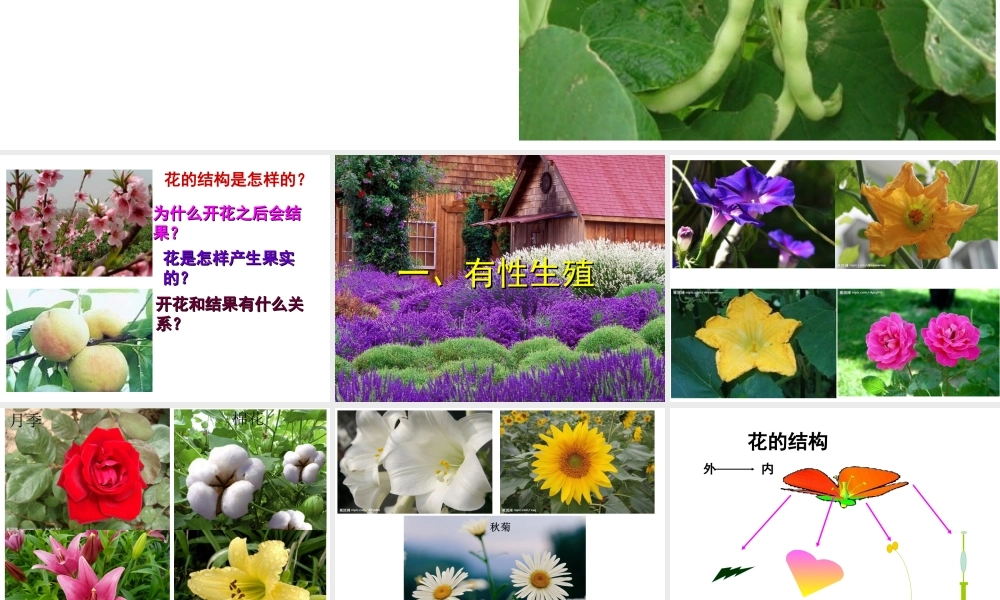 八年级生物下册 第6单元 第1章 第1节 被子植物的生殖 有性生殖课件 （新版）冀教版-（新版）冀教级下册生物课件