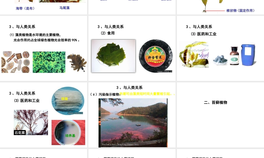 八年级生物下册 第22章 第3节 植物的主要类群课件2 北师大版