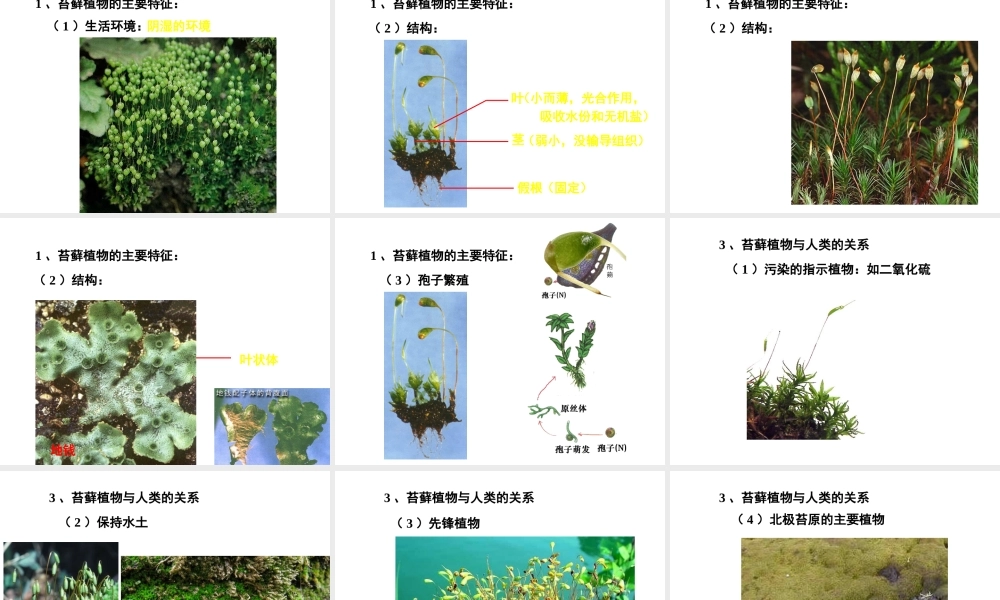 八年级生物下册 第22章 第3节 植物的主要类群课件2 北师大版