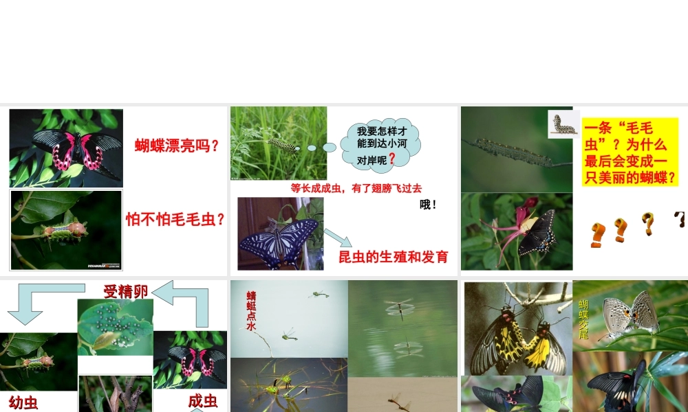八年级生物下册 第6单元 第1章 第2节 动物的生殖和发育 昆虫的生殖和发育课件 （新版）冀教版-（新版）冀教版初中八年级下册生物课件