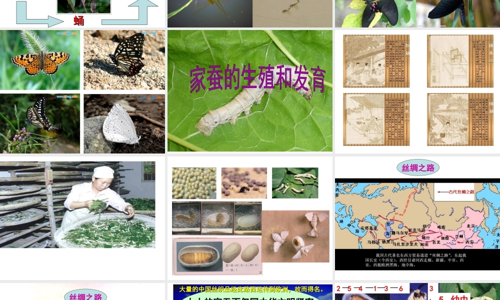 八年级生物下册 第6单元 第1章 第2节 动物的生殖和发育 昆虫的生殖和发育课件 （新版）冀教版-（新版）冀教版初中八年级下册生物课件