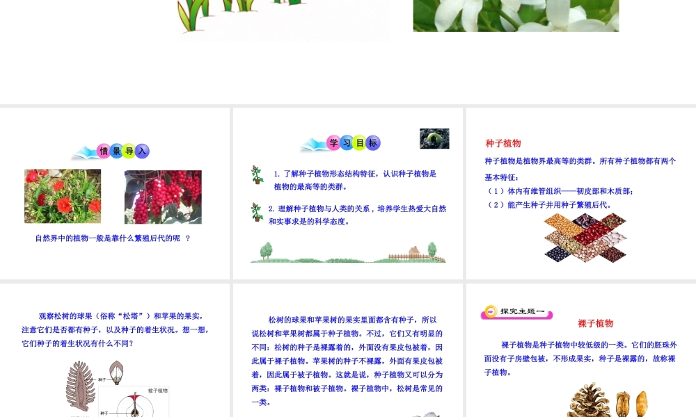 八年级生物下册 第22章 第3节《植物的主要类群》课件 （新版）北师大版