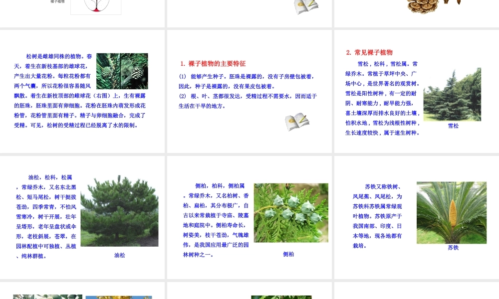 八年级生物下册 第22章 第3节《植物的主要类群》课件 （新版）北师大版