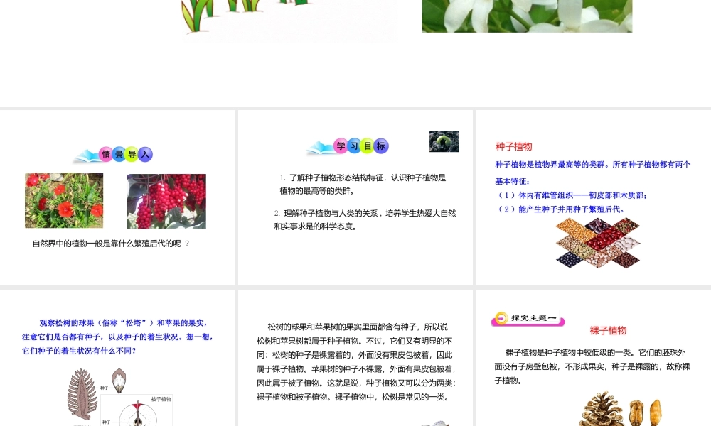 八年级生物下册 第22章 第3节《植物的主要类群》课件 北师大版