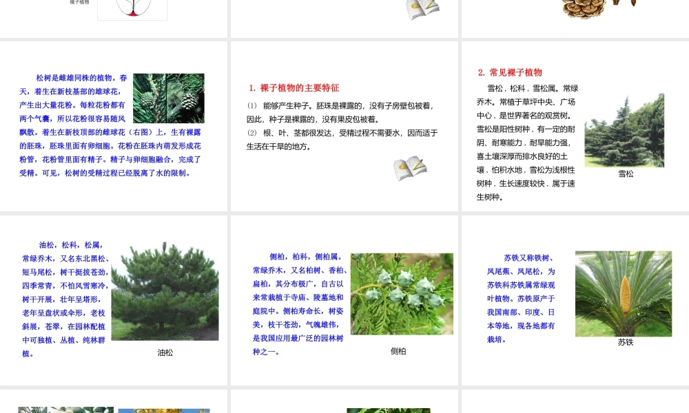 八年级生物下册 第22章 第3节《植物的主要类群》课件 北师大版