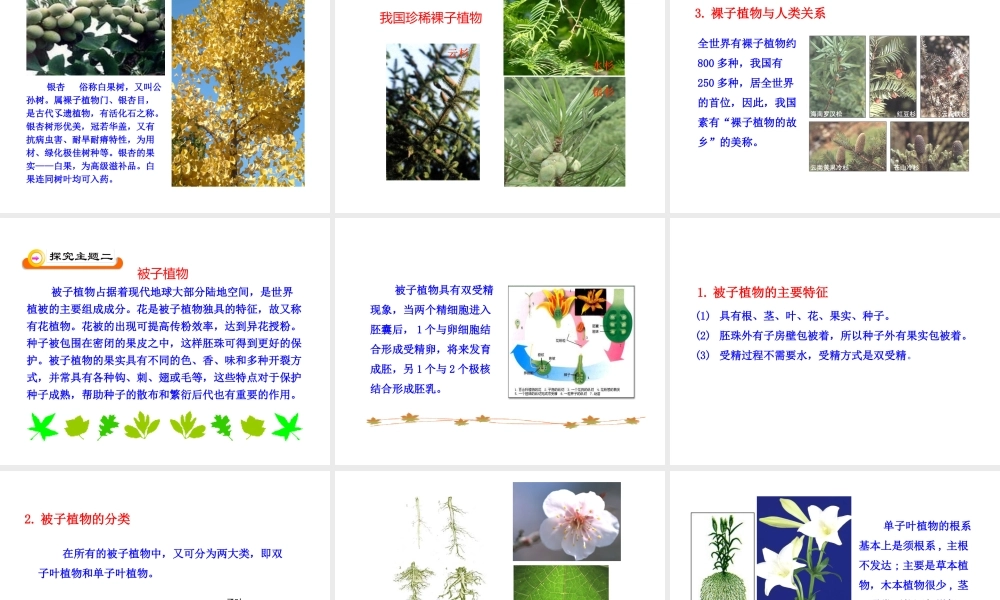 八年级生物下册 第22章 第3节《植物的主要类群》课件 北师大版