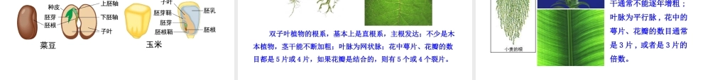 八年级生物下册 第22章 第3节《植物的主要类群》课件 北师大版