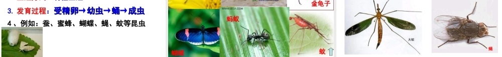 八年级生物下册 第6单元 第1章 第2节 动物的生殖和发育 昆虫的生殖和发育课件 （新版）冀教版-（新版）冀教级下册生物课件