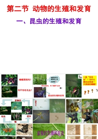 八年级生物下册 第6单元 第1章 第2节 动物的生殖和发育 昆虫的生殖和发育课件 （新版）冀教版-（新版）冀教级下册生物课件