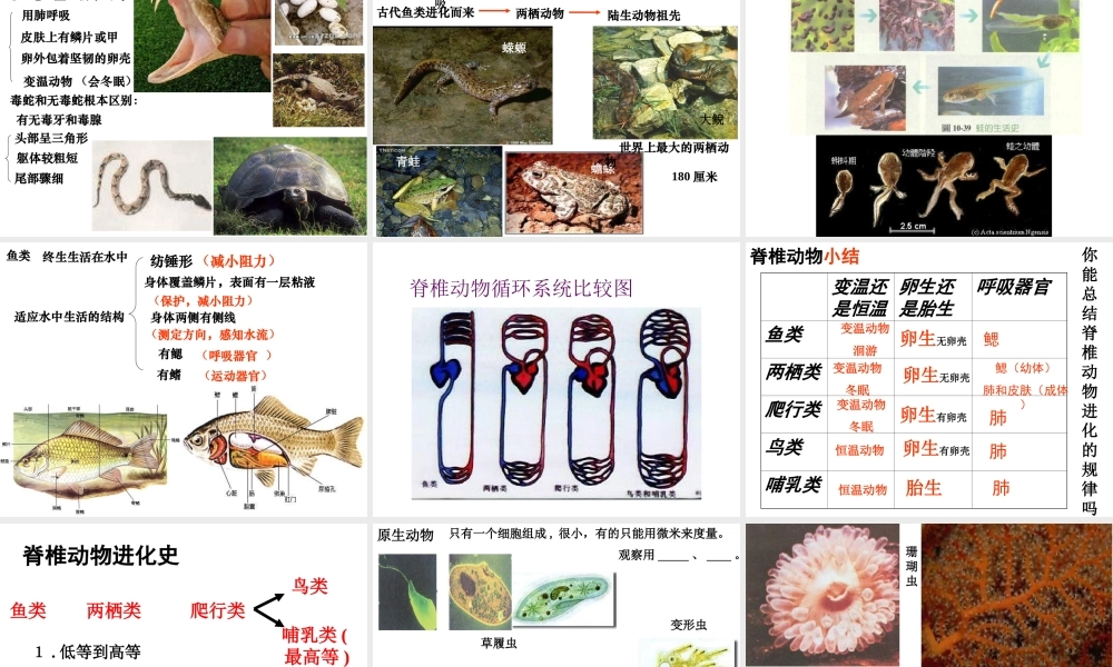 八年级生物下册 第22章 第4节 动物的主要类群课件 （新版）北师大版-（新版）北师大级下册生物课件
