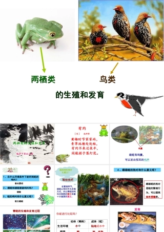 八年级生物下册 第6单元 第1章 第2节 动物的生殖和发育 两栖类、鸟类的生殖和发育课件 （新版）冀教版-（新版）冀教版初中八年级下册生物课件