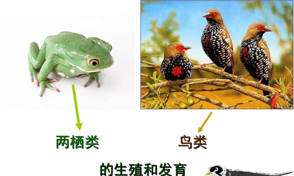 八年级生物下册 第6单元 第1章 第2节 动物的生殖和发育 两栖类、鸟类的生殖和发育课件 （新版）冀教版-（新版）冀教级下册生物课件