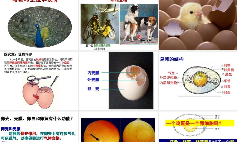 八年级生物下册 第6单元 第1章 第2节 动物的生殖和发育 两栖类、鸟类的生殖和发育课件 （新版）冀教版-（新版）冀教级下册生物课件