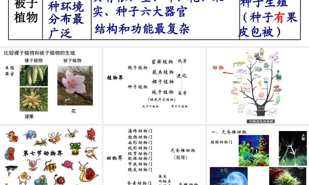 八年级生物下册 第22章 第4节 动物的主要类群课件1 北师大版