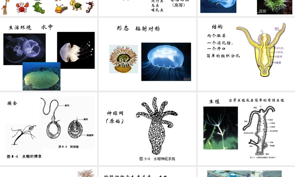 八年级生物下册 第22章 第4节 动物的主要类群课件1 北师大版
