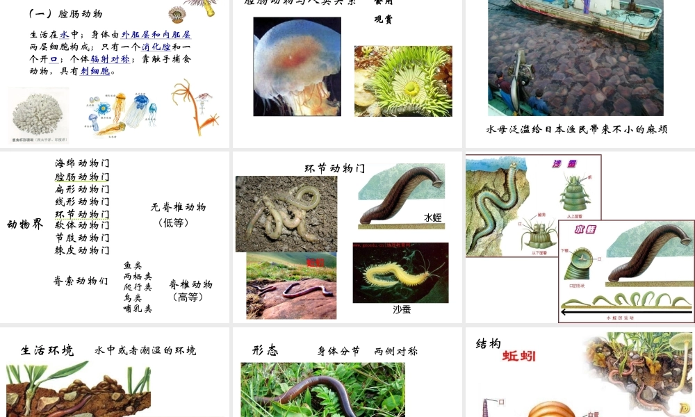 八年级生物下册 第22章 第4节 动物的主要类群课件1 北师大版