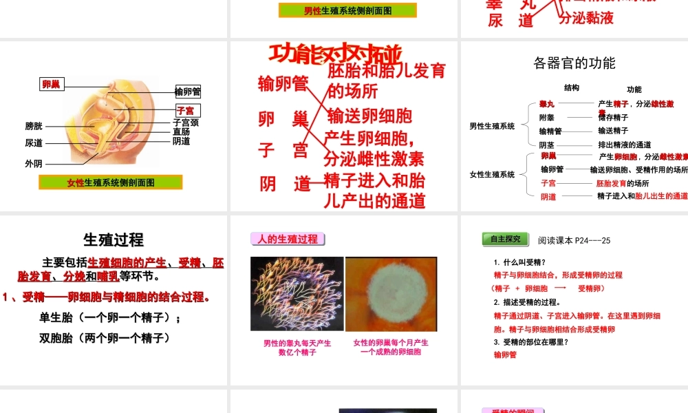 八年级生物下册 第6单元 第1章 第2节 动物的生殖和发育 人的生殖和胚胎发育课件 （新版）冀教版-（新版）冀教版初中八年级下册生物课件